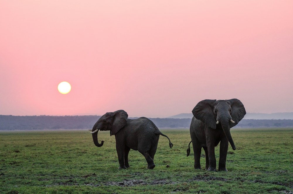 Elephants in a natural landscape — travel inspiration